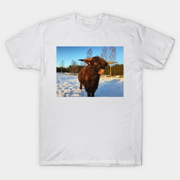 Scottish Highland Cattle Bull 2264 T-Shirt by SaarelaHighland